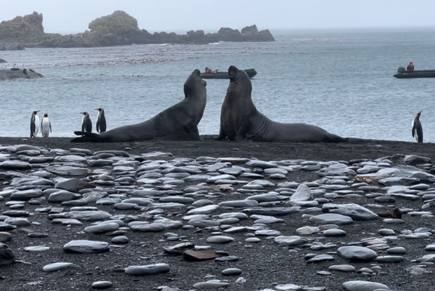 Seal Fight 01